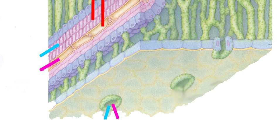 Sacarose H 2 O e