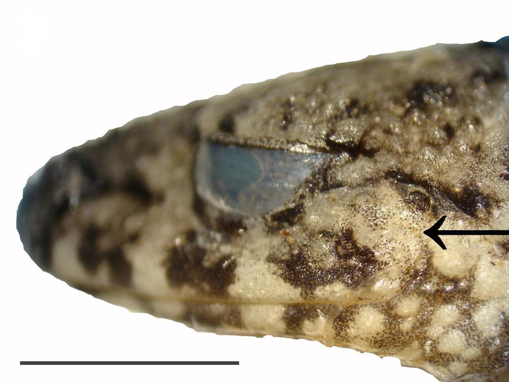 (Cruz and Feio 2007). Examples of such species are Aplastodiscus cavicola (São Pedro and Feio 2011; E. T. Si