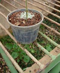 1. Processo de enxertia utilizada em plantas de tomateiro.