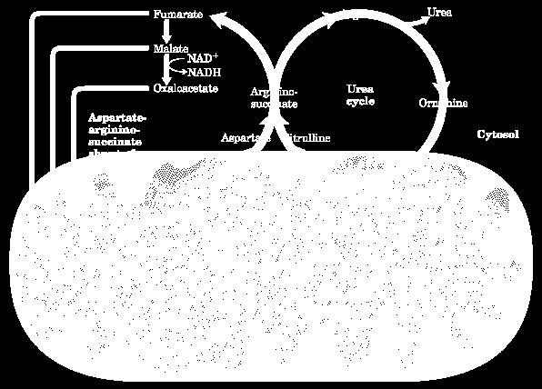 desidrogenase Ureia