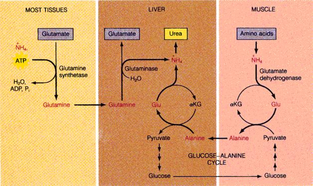 O fígado centraliza o metabolismo de aminoácidos, tendo o glutamato um papel central em processos de transaminação, com eliminação por formação de