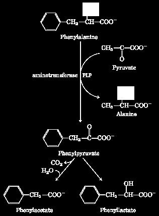 Catabolismo da fenilalanina (Phe) na