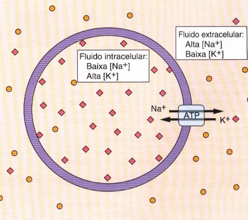 BOMBA DE SÓDIO-POTÁSSIO K+: 20 a 40x mais concentrado no meio intracelular Participa de síntese de proteínas e