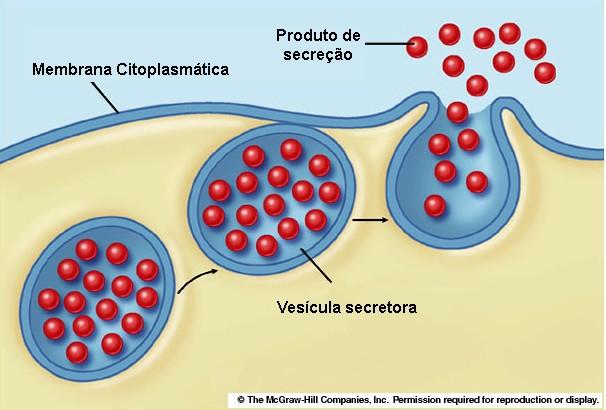 EXOCITOSE Do grego exos, fora, e kytos, célula; Bolsas presentes no interior da célula fundem-se à MP e eliminam