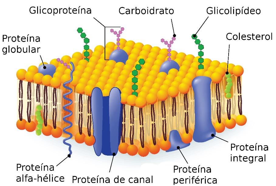 continuamente ( troca de pares ); Proteínas estão incrustadas na dupla camada de fosfolipídios