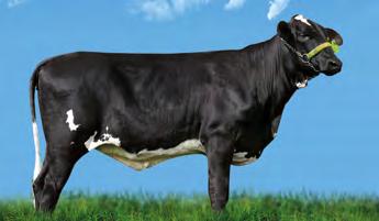 711 kg/leite 1.541 dias Valor Genético 1.695 kg/leite Lexvold Luke Hershel-ET PTAL 560 Lbs Dalse Bomaz-1551 LACT. 19.