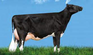 624 kg/leite Sandy-Valley Bolton-ET PTAL 1307 Lbs Coyne-Farms Bret Daffers-ET LACT. 15.