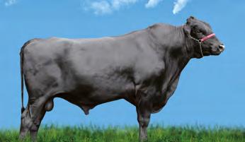 306 kg Produção Vitalícia: 38.733 kg/leite 1.866 dias Valor Genético 1.035 kg/leite Mara-Thon Bw Marshall-ET PTAL 805 Lbs Miss Maui Miracle-ET LACT. 22.