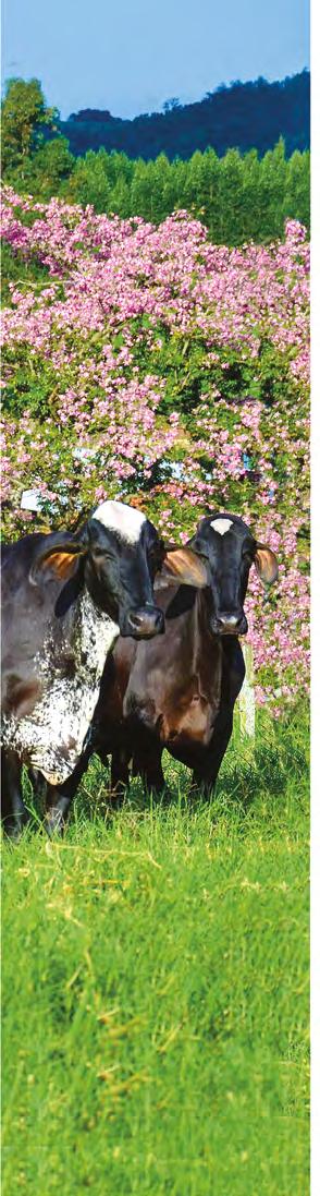 Foto capa: Raízes Rurais Sediada em DeForest, Wisconsin (EUA), a Genus ABS é líder mundial em genética bovina, serviços de reprodução e tecnologias de inseminação artificial.
