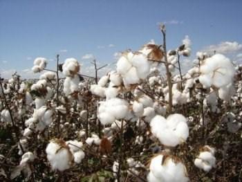 Produzir algodão de forma sustentável, com boa qualidade e valor agregado, capaz de conquistar