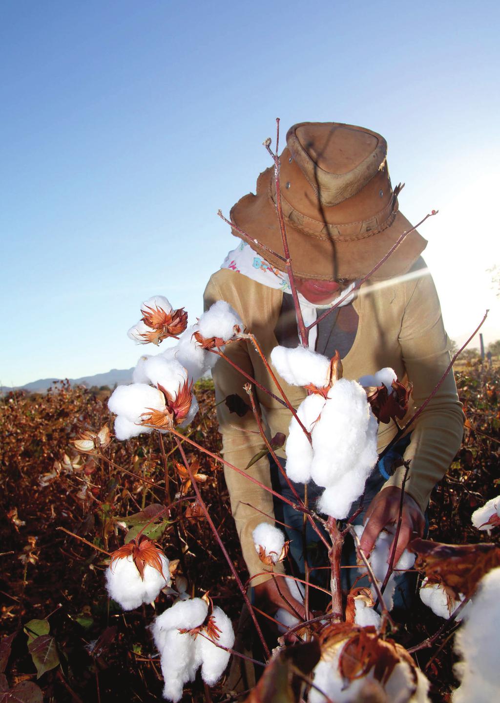CADERNO de CAMPO ALGODÃO controle de custos Programa Horizonte Rural O programa Better Cotton