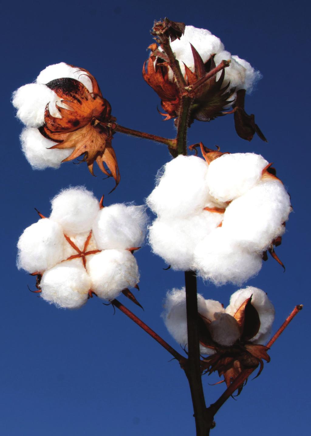 Programa Horizonte Rural O programa Better Cotton Initiative para