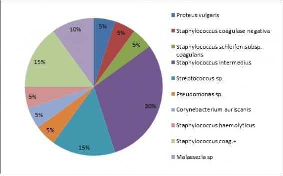 Figura 1 Percentual dos agentes etiológicos isolados de amostras de swabs auriculares caninos, analisadas no Laboratório de Microbiologia Veterinária de 2012 a 2015.