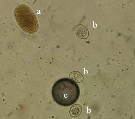 coproparasitológico não permite diferenciar os ovos das duas espécies deste helminto, por isso os resultados estão apresentados como Ancylostoma spp.