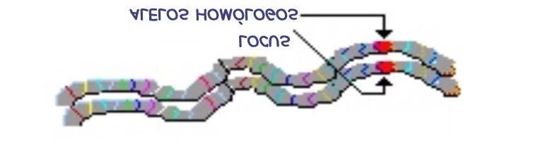 ALELOS É O PAR DE GENES CORRESPONDENTE AO MESMO CARACTER E