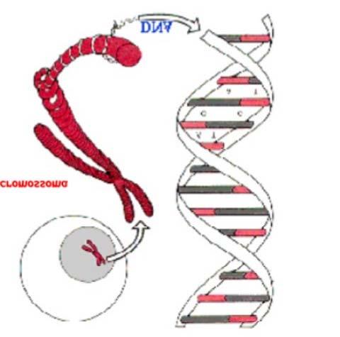 CROMOSSOMAS FILAMENTOS COM ESTRU- TURA EM DUPLA HÉLICE, CONSTITUÍDOS