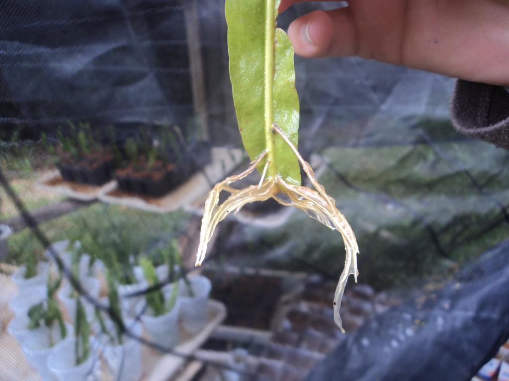 3) Alecrim de jardim - os propágulos foram coletados na casa de vegetação do IF Câmpus Barbacena. As estacas foram cortadas com três gemas, eliminado o ápice, mantendo o terço final de folhas.