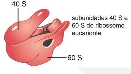 3. Síntese proteica: 3.1. Tipos de RNA.