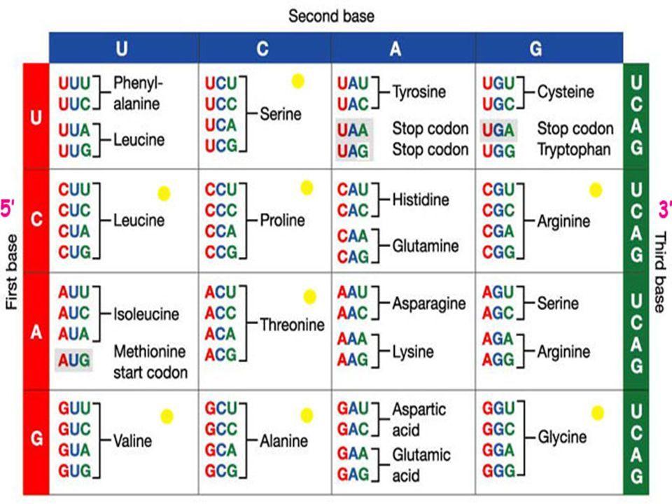 Figura 29: Bases e