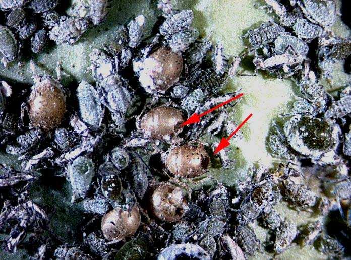Outro inimigo natural do pulgão são vespinhas parasitoides. Elas colocam os seus ovos dentro do pulgão.