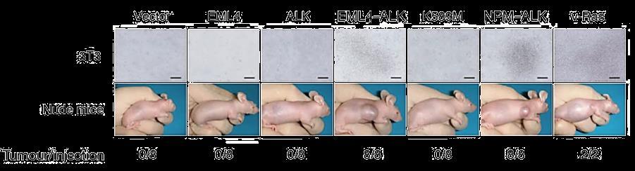 com genes já expectáveis de induzir a formação de tumores, nomeadamente NPM-ALK e v- Ras, no sentido de comparar os efeitos após transfecção em modelos animais (ratinhos).