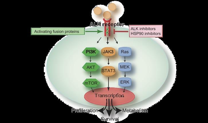 Seguiram-se outros estudos que comprovaram o potencial oncogénico destes rearranjos, destacando-se um em que o gene EML4-ALK, cuja expressão teria sido induzida nos ratinhos, foi colocado sob a ação