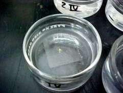 Material e Métodos Laboratório (bio-ensaios) O método utilizado foi o da pulverização residual sobre uma superfície de vidro, ensaio