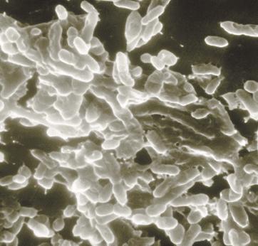 VANTAGENS E BENEFÍCIOS DO DIÓXIDO DE CLORO PATOGÊNICOS Remoção de Biofilme coberturas de slime de microrganismos e compostos extracelulares em tubulações e tanques muitos germes patogênicos como E.