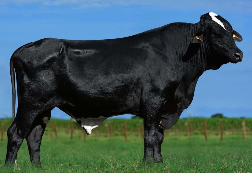 565 Kg Produção Vitalícia: 42.959 kg/leite 1.