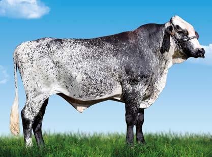 18.989 Kg Produção Vitalícia: 101.692 kg/leite 2.