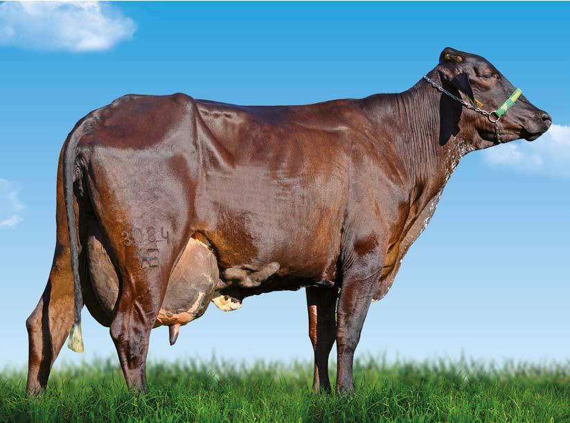 862 Kg Produção Vitalícia: 54.334 kg/leite 1.