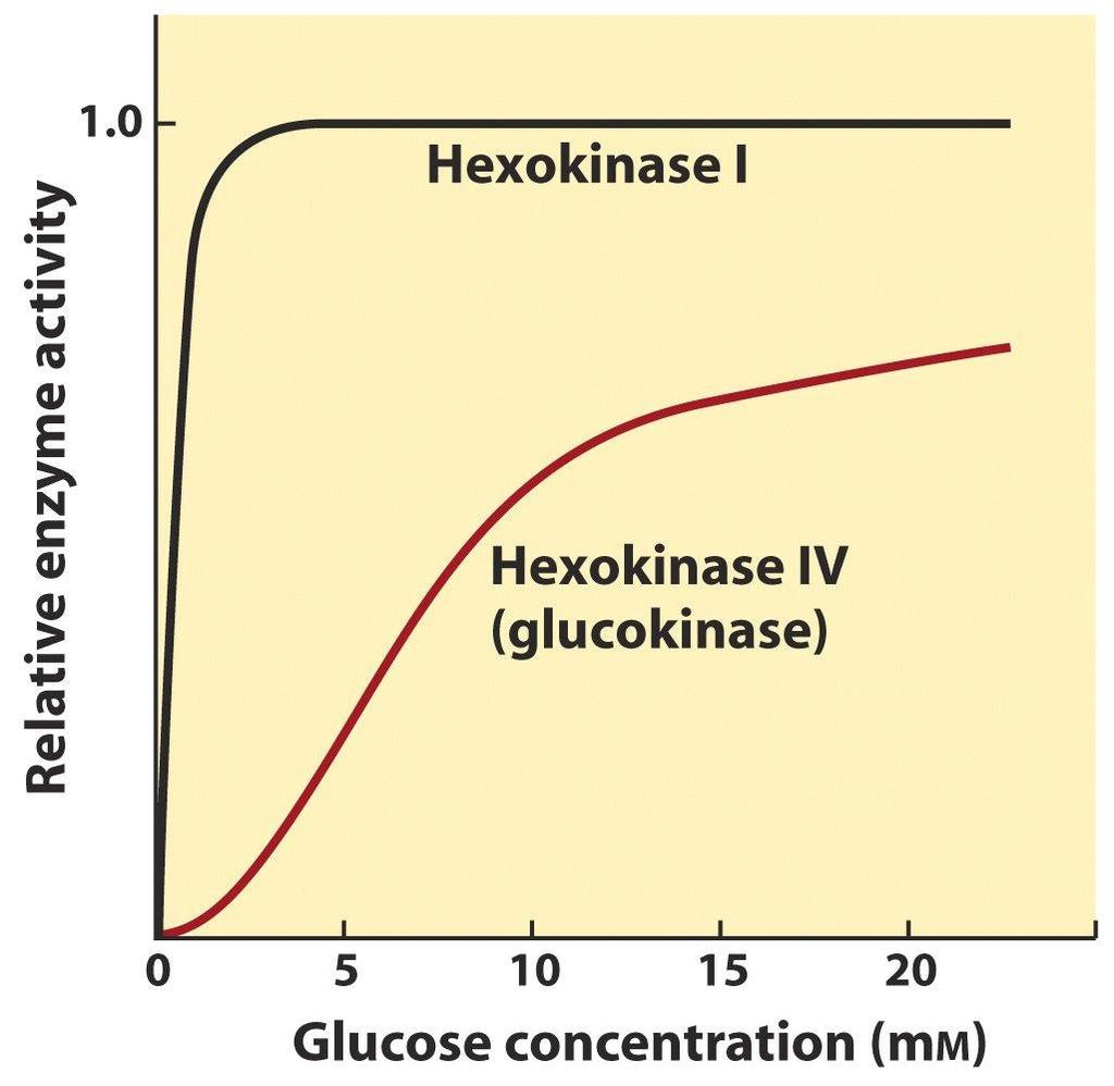 I reação 1: hexoquinasex glicoquinase Glucoquinasetem Km 100x maior que a hexoquinasee não