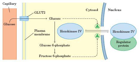 Hexoquinase Hexoquinase IV pode ser inibida pela ligação de uma proteína reguladora Hexoquinase IV é regulada pelo nível de glicose no sangue: regulação