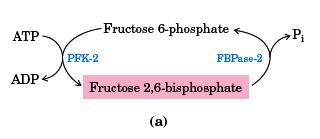 A frutose 2,6 bisfosfato é produzida pela PFK2, que é