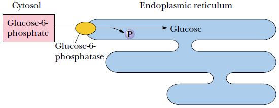 Conversão de glicose-6-fosfato a glicose Vesículas com glicose do retículo unem-se com