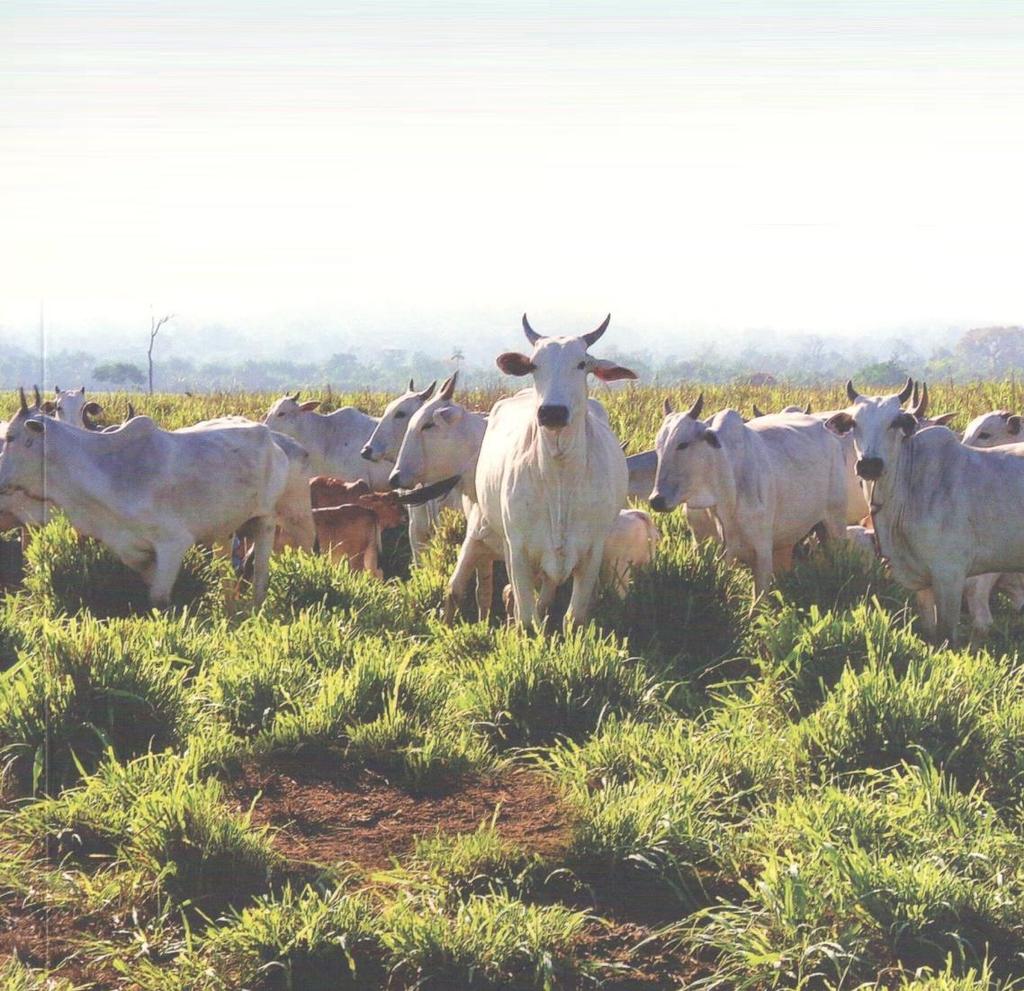 Área potencial para expansão agrícola No Brasil, parte significativa das pastagens se encontra sob alguma forma de degradação Estimativas indicam a existência de 70