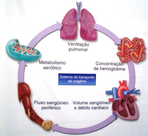 (fisiológica) do doente ao exercício físico; PROF. DRD. CLÓVIS ARLINDO DE SOUSA UNIVERSIDADE DE SÃO PAULO FACULDADE DE SAÚDE PÚBLICA DEPARTAMENTO DE EPIDEMIOLOGIA clovissousa@usp.