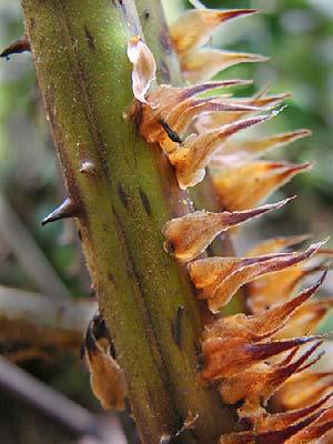 salicifolium 27 Asplenium serratum