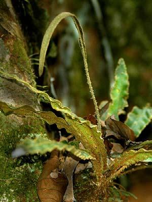simplicifolia 50 Dicranoglossum