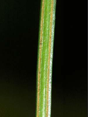 Trichomanes pinnatum 148