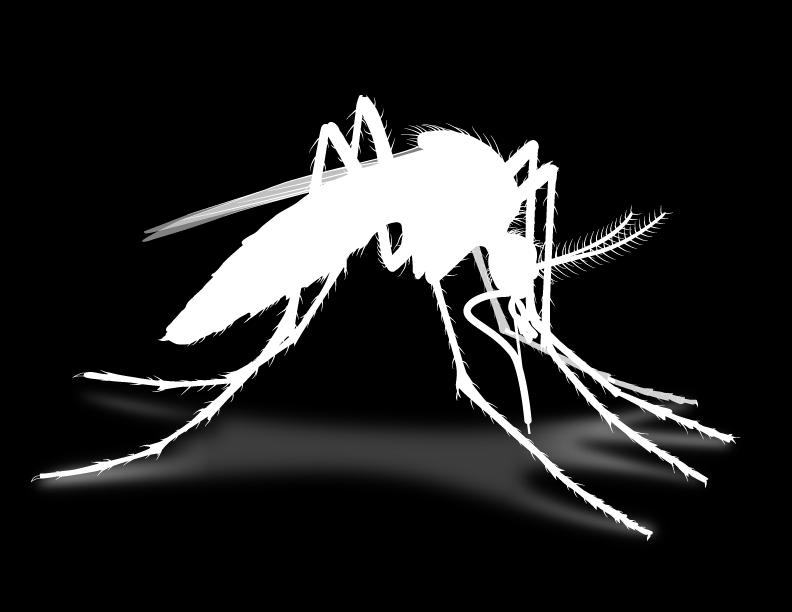 O que é o zika? O zika vírus é transmitido para as pessoas principalmente pela picada de um mosquito infectado da espécie Aedes (Ae. aegypti e Ae. albopictus).