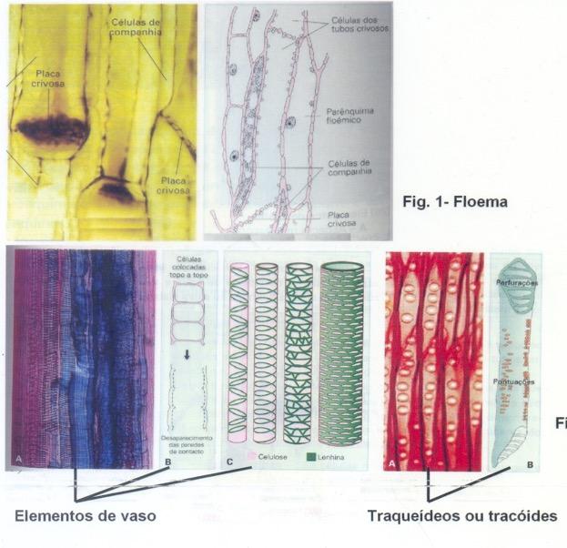 FLOEMA (tecido crivoso, líber) Tecido condutor que transporta água e compostos orgânicos dos órgãos produtores para todas as