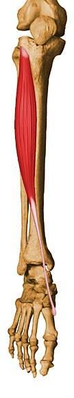 Tibial Anterior Inserção: Base do 1º metatarso Ação: - Dorsiflexão do tornozelo; - Inversão subtalar.