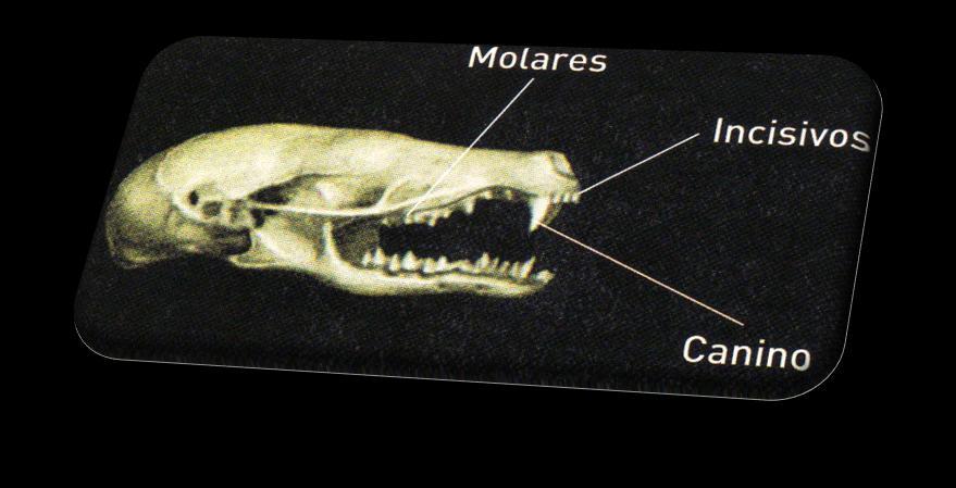 Os animais insetívoros têm os caninos