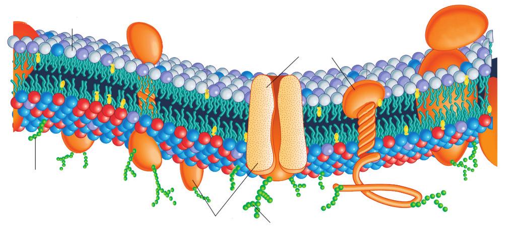 BIOLOGIA QUESTÃO 01 A membrana plasmática, além de desempenhar importante papel na seleção e transporte de substâncias para o exterior e o interior da célula, possui moléculas que atuam na proteção,
