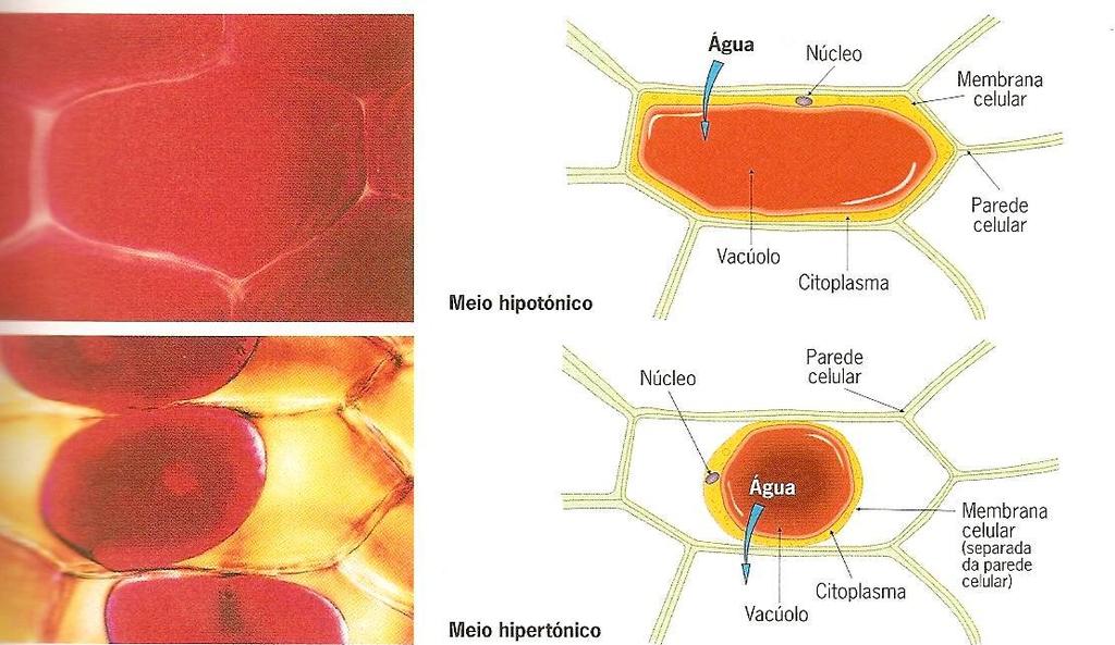 Células da epiderme do bolbo da cebola.