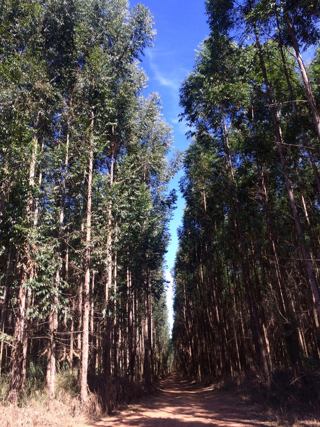 chegaremos a uma floresta de pinheiros, de onde sairemos por uma single-track