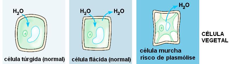 Osmoseemcélulavegetal: Semelhante à osmose animal, mas com a célula vegetal apresentando parede celular não ocorrerá a ruptura da membrana; Em meio hipertônico poderá, dependendo do tempo de