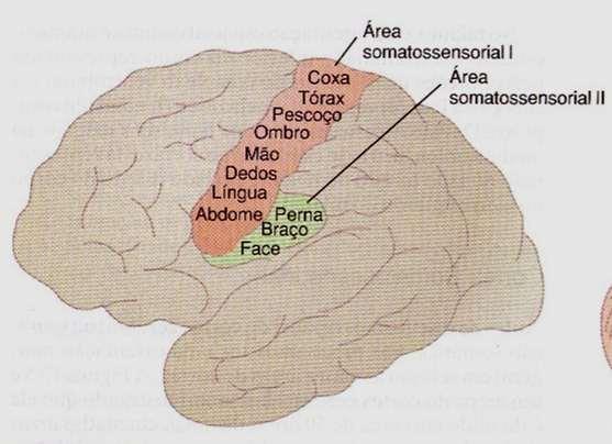 Mapeamento do Córtex somatossensorial Mapeamento das áreas do