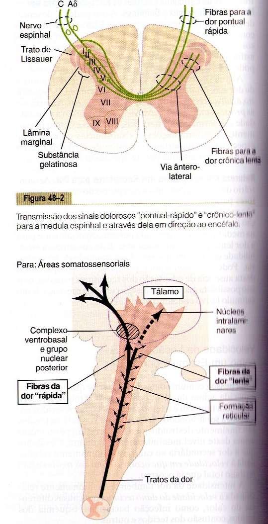 Fibras para dor pontual rápida Via ânterolateral Fibras para dor crônica lenta Transmissão de sinais dolorosos pontual-rápido e crônicolento para a medula espinhal em direção ao